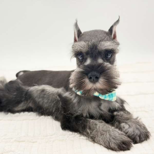 Alfred — Miniature Schnauzer — Image 2