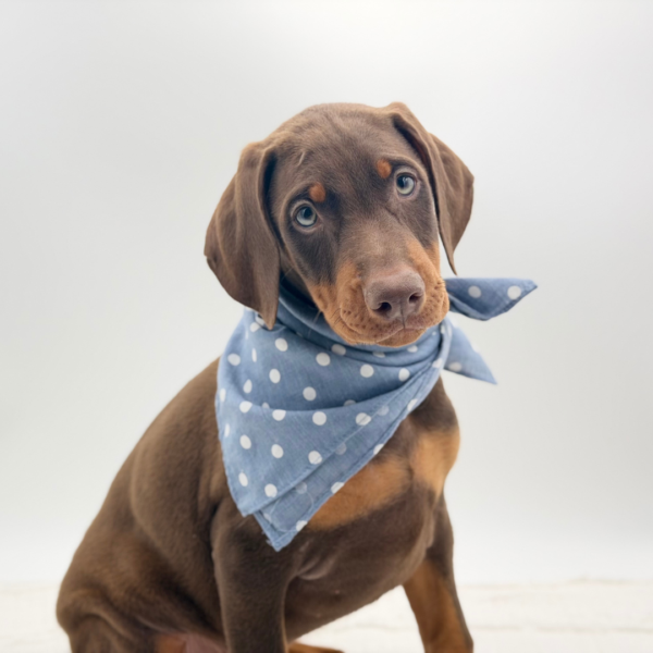 Dino — Doberman Pinscher — Image 3