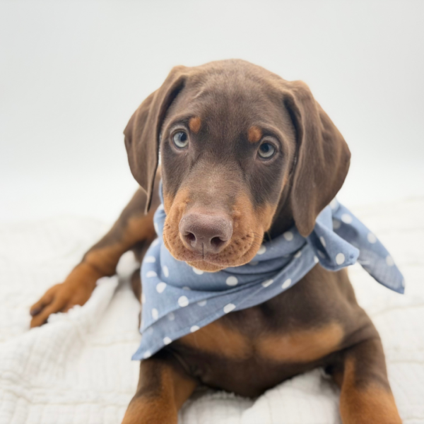 Dino — Doberman Pinscher — Image 2