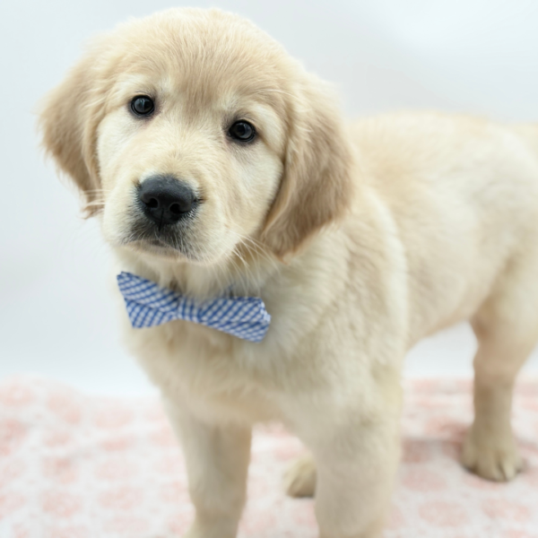 Biscuit — Golden Retriever — Image 2