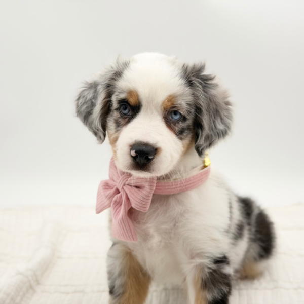 Vivian — Miniature Australian Shepherd — Image 2
