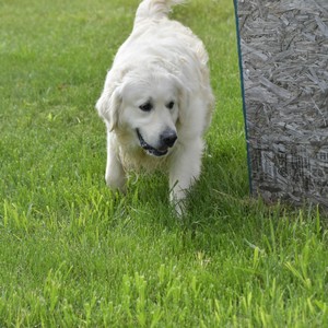 Mister Troy