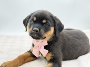 Penelope — photo 2