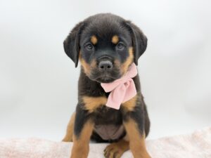 Penelope — photo 1