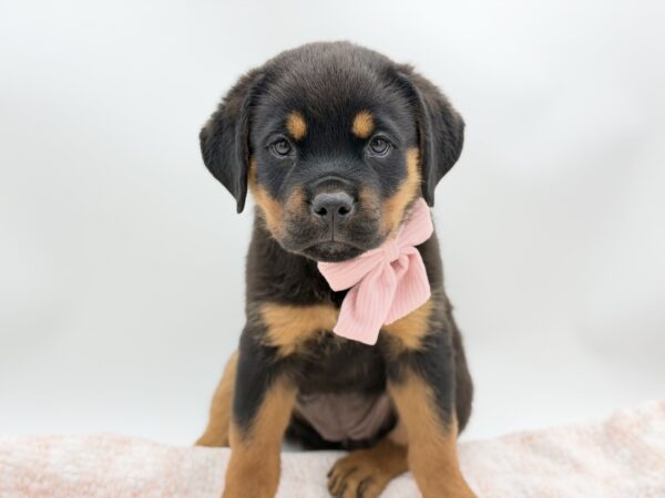 Penelope — Rottweiler — Image 1