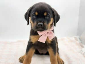 Penelope — photo 3