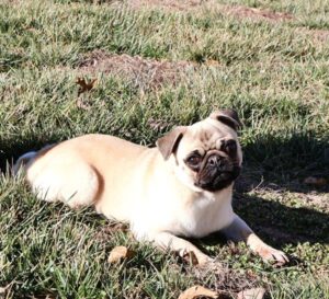 Biskit of Dreamy Puppy
