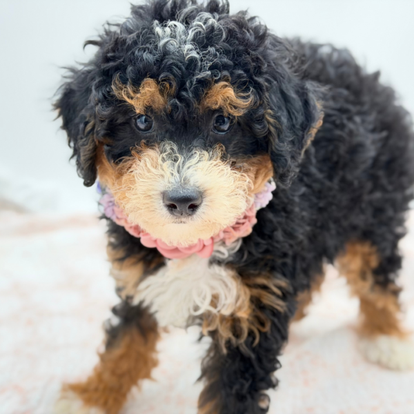 Snickers — Bernedoodle Mini 2nd Gen — Image 4