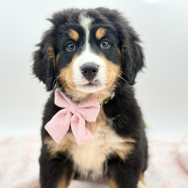 Aspen — Bernese Mountain Dog — Image 3