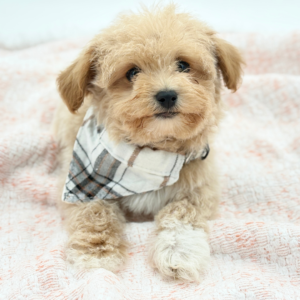 Casper — photo 2