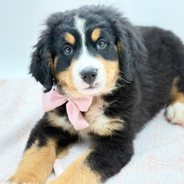 Aspen — Bernese Mountain Dog — Image 2