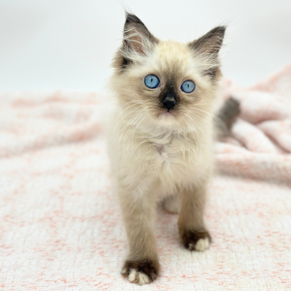 Sterling — Ragdoll — Image 3