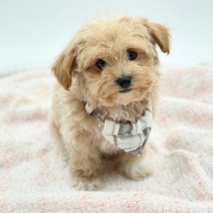 Casper — photo 3