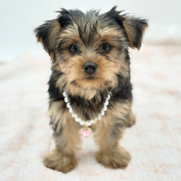 Yorkshire Terrier