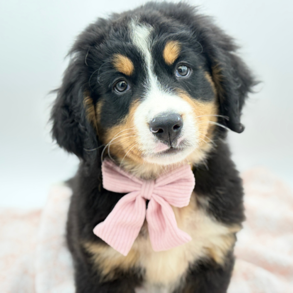 Aspen — Bernese Mountain Dog — Image 1