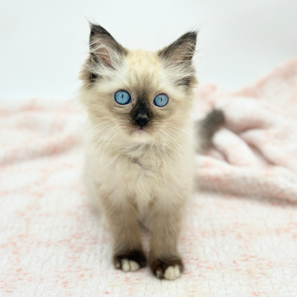 Sterling — Ragdoll — Image 1