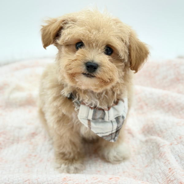 Maltipoo