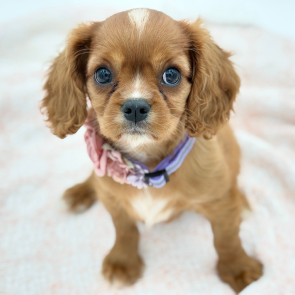 Anna — Cavalier King Charles Spaniel — Image 3