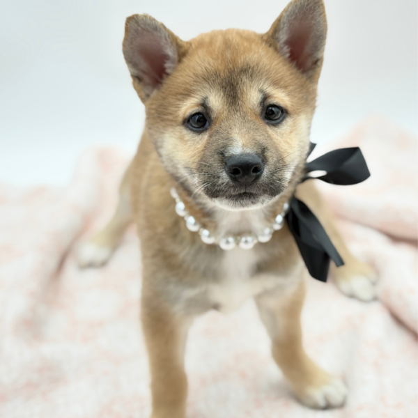 Kiri — Shiba Inu — Image 4