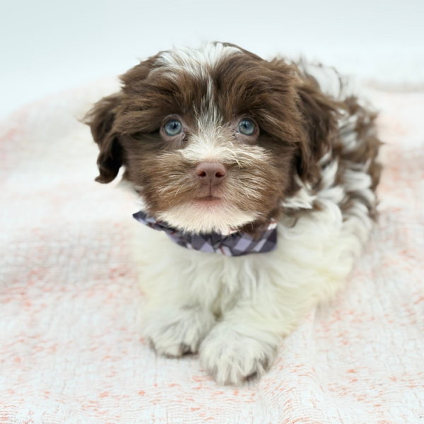 Havanese