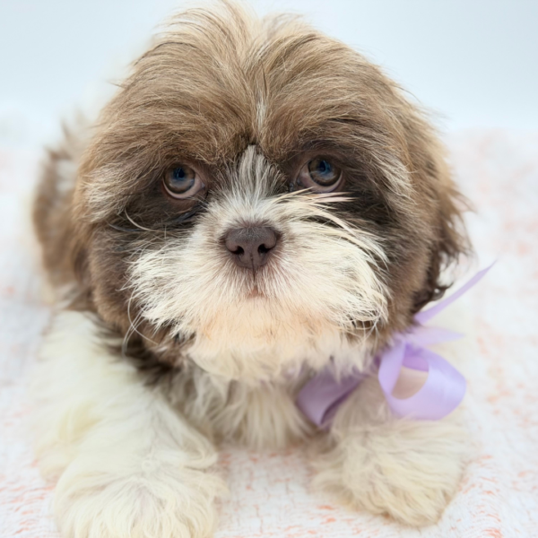 Willow — Shih Tzu — Image 2