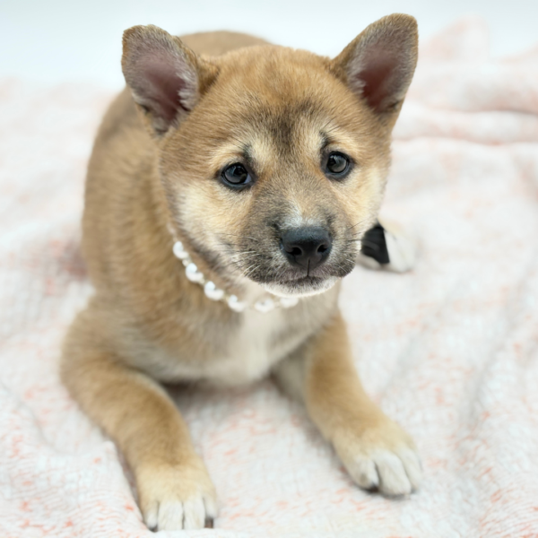 Kiri — Shiba Inu — Image 2