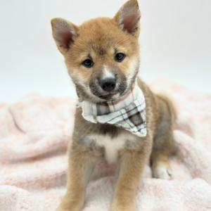 Kuma — photo 4