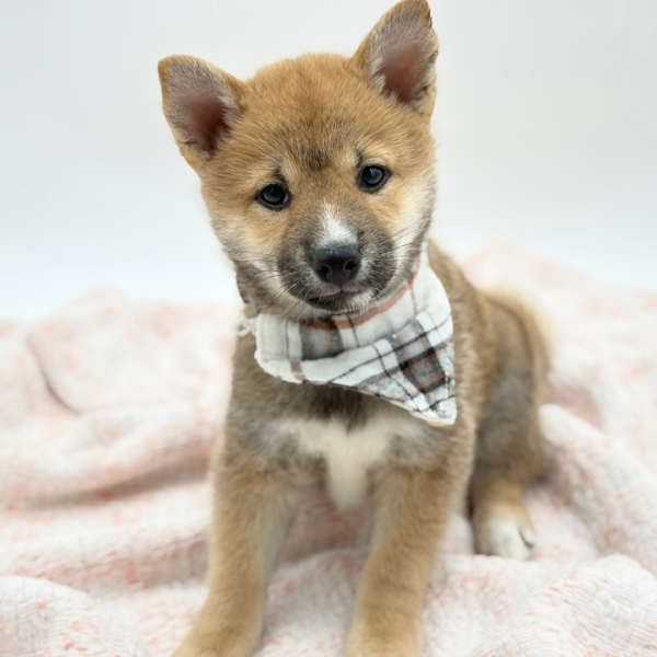 Kuma — Shiba Inu — Image 4