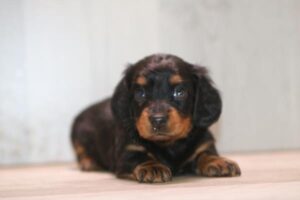 Dachshund (F)- 31272