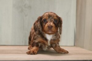 Dachshund (M)- 31273