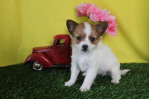 Papillon (M)- 31275