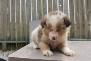 Miniature Australian Shepherd (F)- 31268