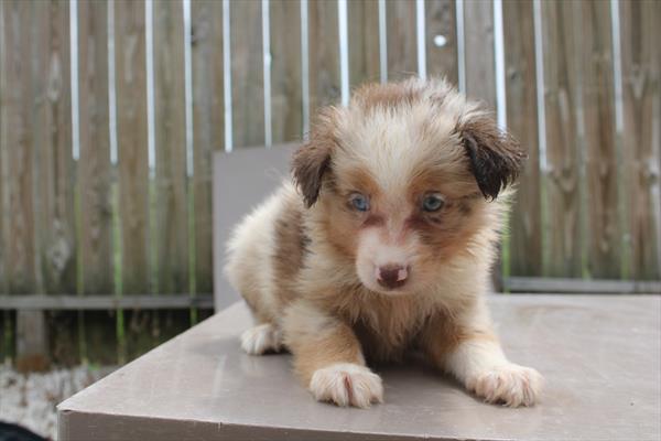Cookie — Miniature Australian Shepherd — Image 1
