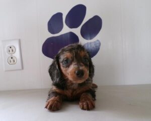 Dachshund (M)- 31266