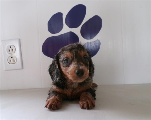 Strudel — Dachshund — Image 1