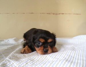Cavalier King Charles Spaniel (F)- 31270