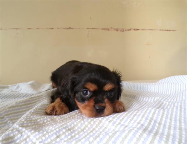 Nutmeg — Cavalier King Charles Spaniel — Image 1