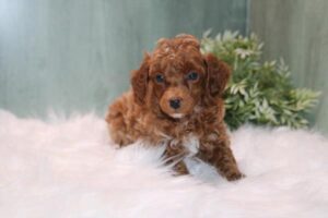 Poodle (F)- 31274