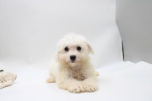Bichon Frise (F)- 31271