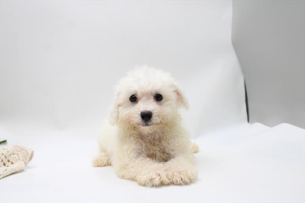 Madeleine — Bichon Frise — Image 1