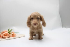 Dachshund (F)- 31269