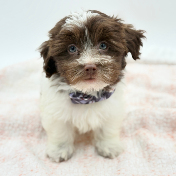 Gabriel — Havanese — Image 2