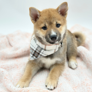 Kuma — photo 3