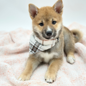 Kuma — photo 1
