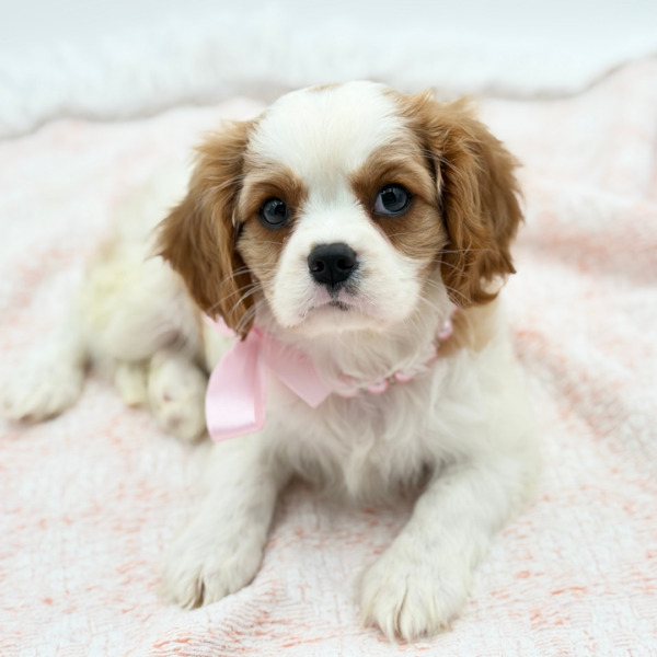 Cavalier King Charles Spaniel