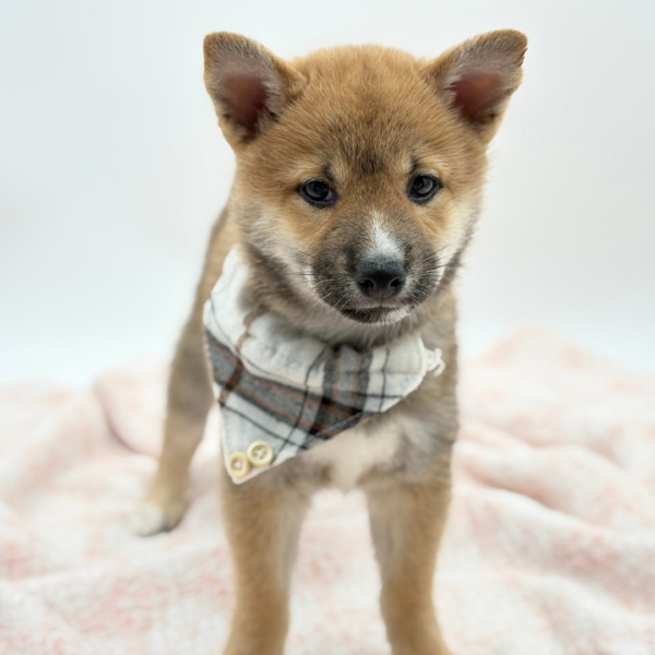 Kuma — Shiba Inu — Image 2