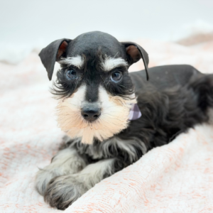 Gomez — photo 1