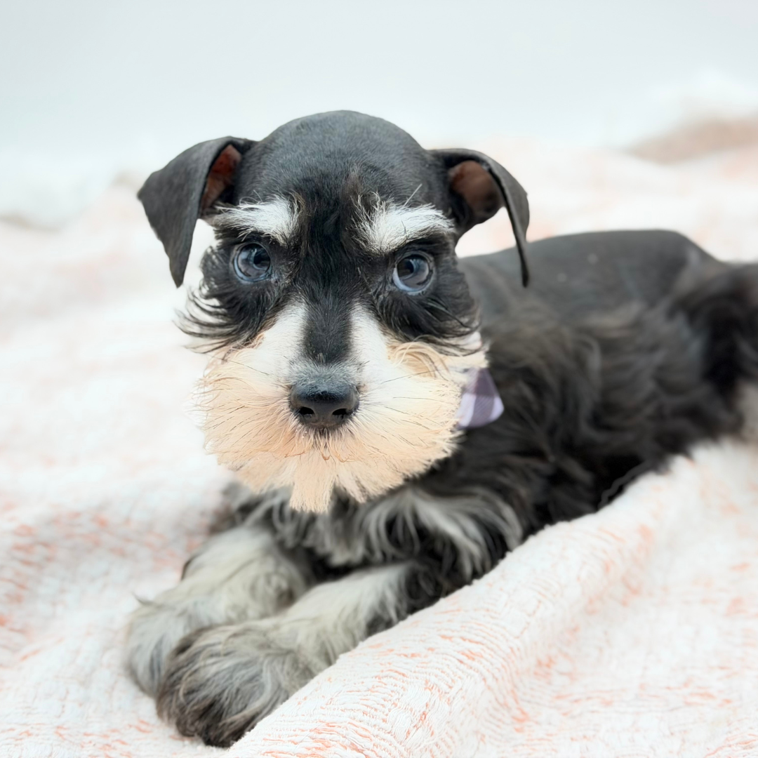 Miniature Schnauzer in Siesta Key, FL