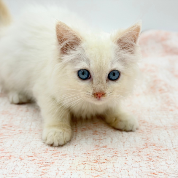 Merry — Ragdoll — Image 3