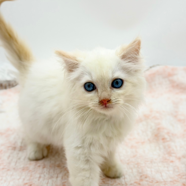 Merry — Ragdoll — Image 2